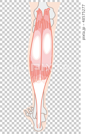 腓腹筋 アキレス腱 腓腹筋 アキレス腱 48575277