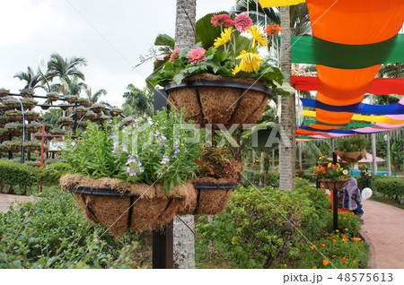 The flowers are planted in a hanging container. The flowers are planted in a hanging container. 48575613