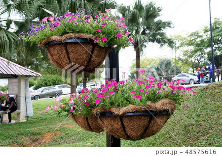The flowers are planted in a hanging container. 48575616