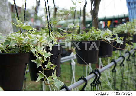 The flowers are planted in a hanging container. 48575617