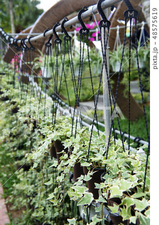 The flowers are planted in a hanging container. The flowers are planted in a hanging container. 48575619