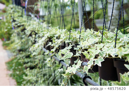 The flowers are planted in a hanging container. 48575620