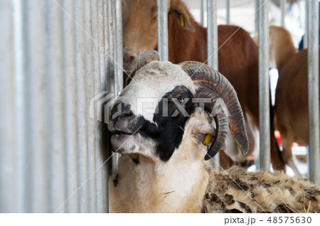 The flowers are planted in a hanging container. 48575630