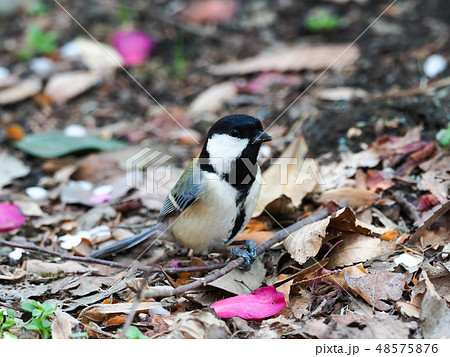 シジュウカラ シジュウカラ 48575876