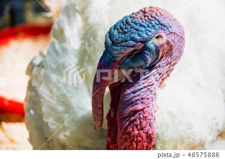 Close up of a white turkey's head 48575886