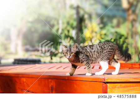 Beautiful tabby cat sitting on balcony , terrace  48575888