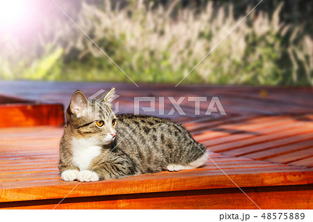 Beautiful tabby cat sitting on balcony , terrace  48575889