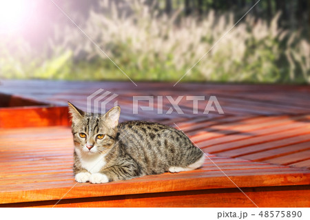 Beautiful tabby cat sitting on balcony , terrace 48575890