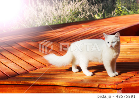 Beautiful white cat sitting on balcony , terrace  48575891
