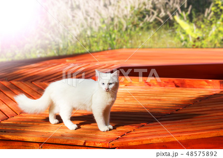 Beautiful white cat sitting on balcony , terrace  48575892