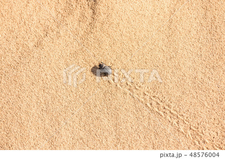Close up black bug crawls on sand Close up black bug crawls on sand 48576004