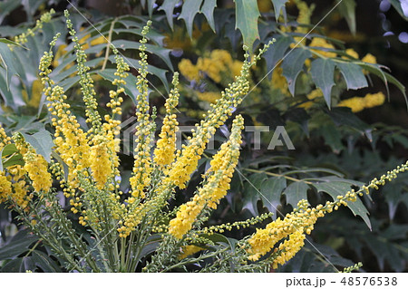 マホニア・チャリティー 48576538