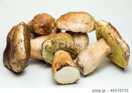 White mushroom lat. Boletus edulis isolated on white background White mushroom lat. Boletus edulis isolated on white background 48576755