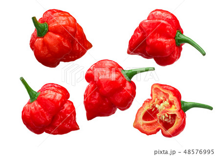 Trinidad scorpion peppers c. chinense, paths 48576995