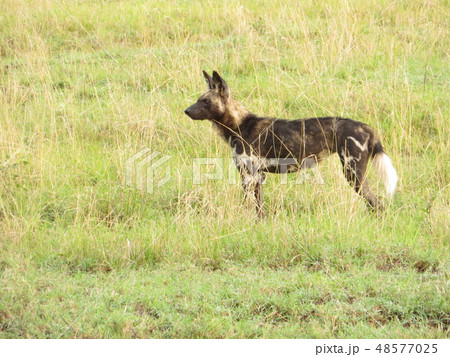 African Wild Dog (Lycaon) アフリカンワイルドドッグ　（リカオン) 48577025
