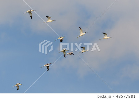 pied avocet (recurvirostra avosetta) in flight pied avocet (recurvirostra avosetta) in flight 48577881