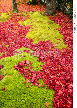 化野念仏寺の苔床に散り積もる紅葉 48578266