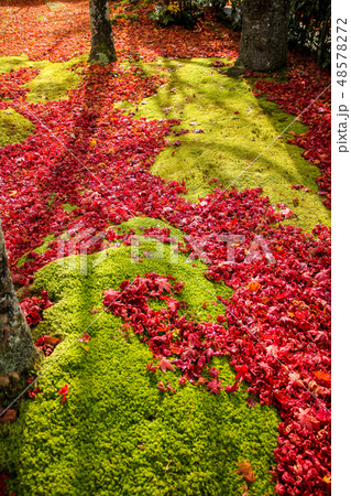 化野念仏寺の苔床に散り積もる紅葉、樹影 48578272
