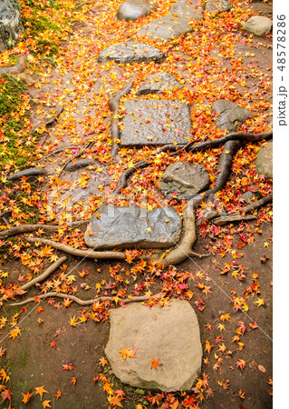 厭離庵の紅葉、時雨の地面に散る紅葉 厭離庵の紅葉、時雨の地面に散る紅葉 48578286