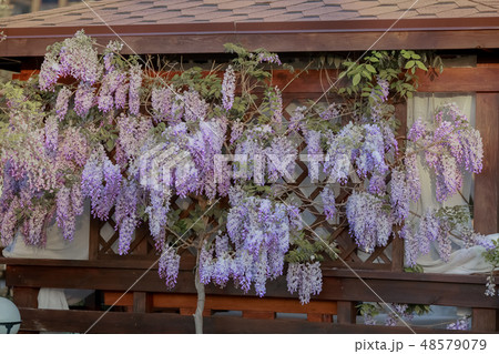 Blooming wisteria trees in the garden at spring Blooming wisteria trees in the garden at spring 48579079