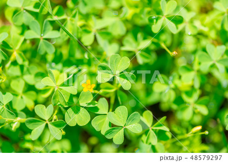 closeup of leaves shamrock plant in sunny day like closeup of leaves shamrock plant in sunny day like 48579297