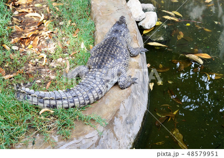 small nile crocodile posing in his paddock. Nile 48579951