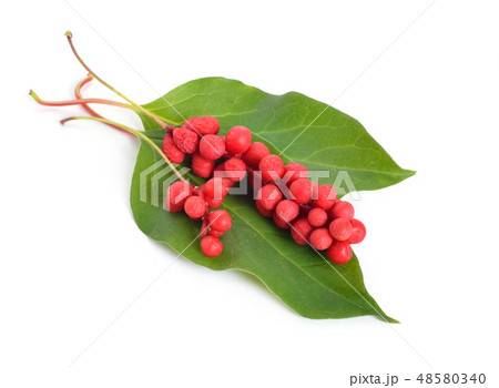 Schisandra chinensis berries Isolated on white  48580340