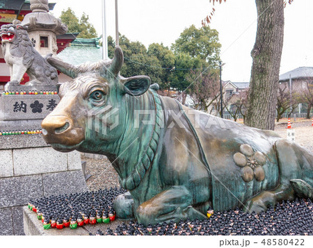 上野天満宮の牛 上野天満宮の牛 48580422