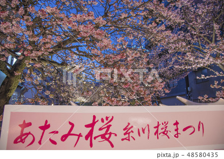 【熱海桜 ライトアップ】 【熱海桜 ライトアップ】 48580435