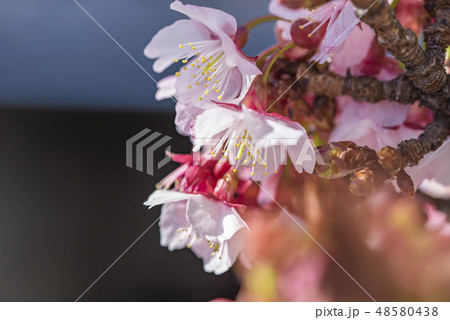 【熱海桜】 【熱海桜】 48580438