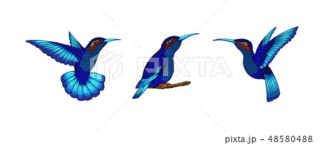 Small hummingbird. Exotic tropical colibri animal icon. Sapphire blue feathers 48580488