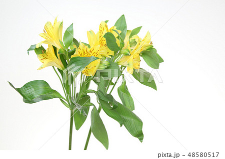 アルストロメリアの花束 48580517