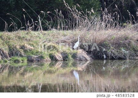 山口椹野川の水鳥 山口椹野川の水鳥 48583528