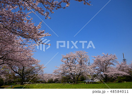 中尾山公園の桜 中尾山公園の桜 48584011