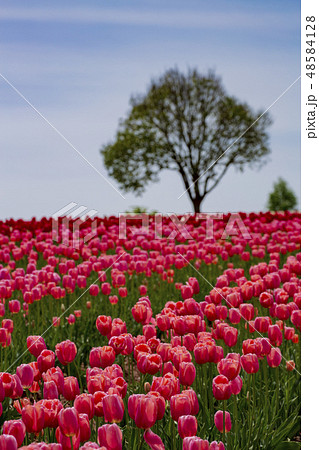 チューリップ畑 世羅高原農場のチューリップ チューリップ畑 世羅高原農場のチューリップ 48584128