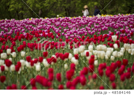 チューリップ畑 世羅高原農場のチューリップ チューリップ畑 世羅高原農場のチューリップ 48584146
