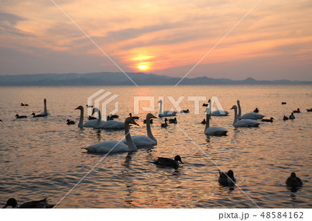 福島県の猪苗代湖の志田浜からの夕日と白鳥 48584162