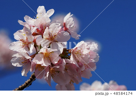 玉縄桜　Tamanawa-zakura cherry 48584174