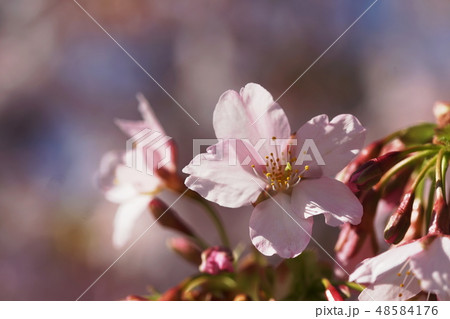 玉縄桜　Tamanawa-zakura cherry 48584176