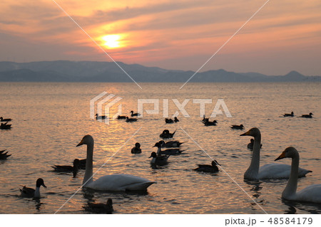 福島県の猪苗代湖の志田浜からの夕日と白鳥 48584179