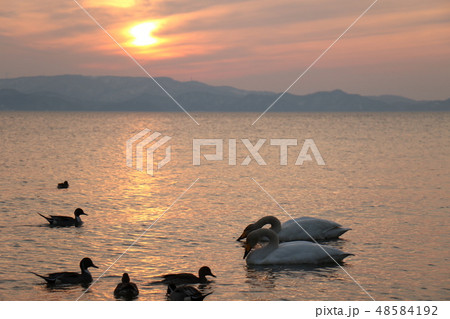 福島県の猪苗代湖の志田浜からの夕日と白鳥 福島県の猪苗代湖の志田浜からの夕日と白鳥 48584192