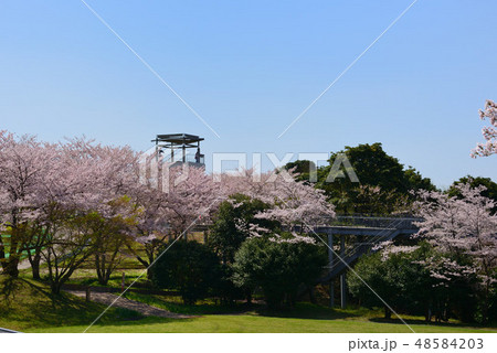 公園の桜 公園の桜 48584203