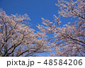 ソメイヨシノ 48584206