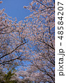 ソメイヨシノ 48584207