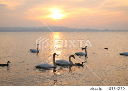 福島県の猪苗代湖の志田浜からの夕日と白鳥 48584220
