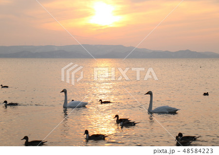 福島県の猪苗代湖の志田浜からの夕日と白鳥 48584223