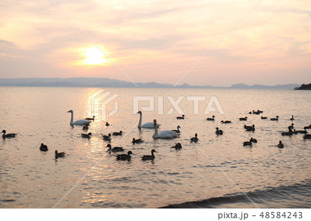 福島県の猪苗代湖の志田浜からの夕日と白鳥 48584243