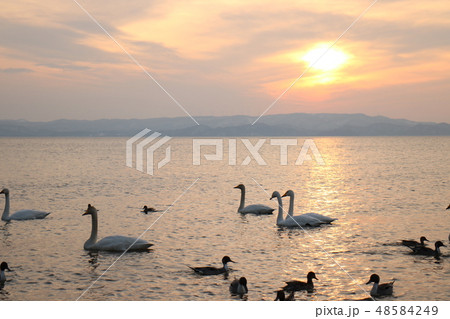 福島県の猪苗代湖の志田浜からの夕日と白鳥 福島県の猪苗代湖の志田浜からの夕日と白鳥 48584249