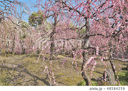 京のしだれ梅 48584259