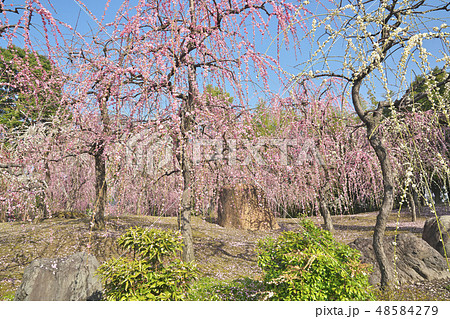 京のしだれ梅 48584279